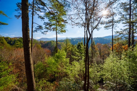 Hog Heaven - View from Back Deck