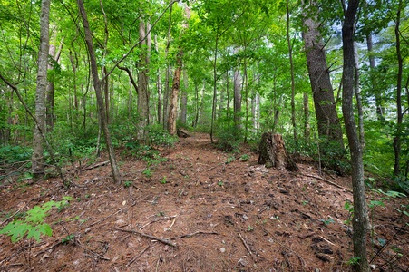 Creek Music Cabin - Surrounding National Forest