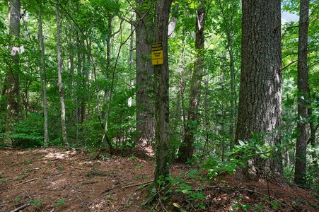 Melody Creek Cabin - Surrounding National Forest