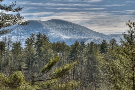 Traveller - Forest and Mountain Views