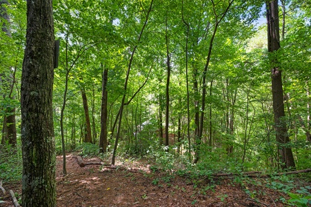 Creek Music Cabin - Surrounding National Forest