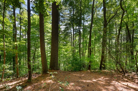 Creek Music Cabin - Surrounding National Forest