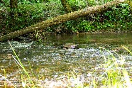 A Creek Runs Thru It - Fightingtown Creek