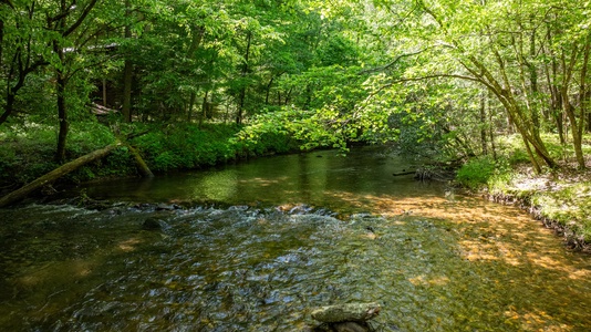 A Creek Runs Thru It - Fightingtown Creek