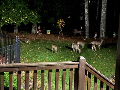 Stanley Creek Lodge - Neighboring Wildlife