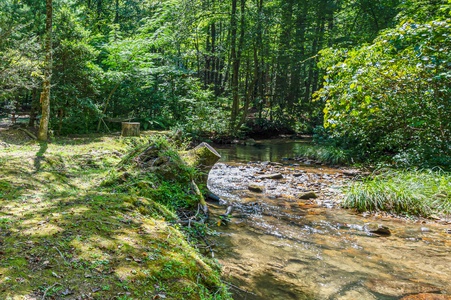 Reel Medicine sits on The Banks of Big Creek