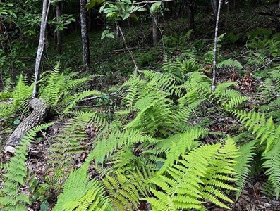 Fern Creek Hollow Lodge - Adventure & Beauty beyond the cabin