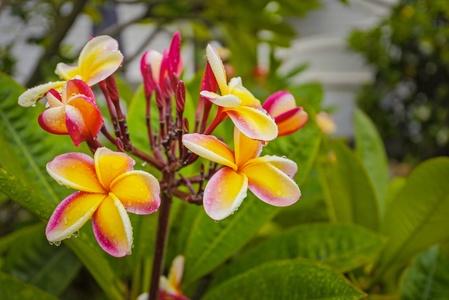 Vibrant plumeria blooms accent the lush tropical landscaping surrounding the property, offering a colorful welcome to this island-inspired retreat.