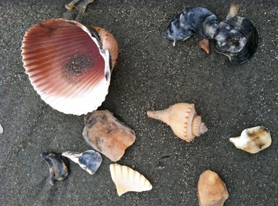 Shells