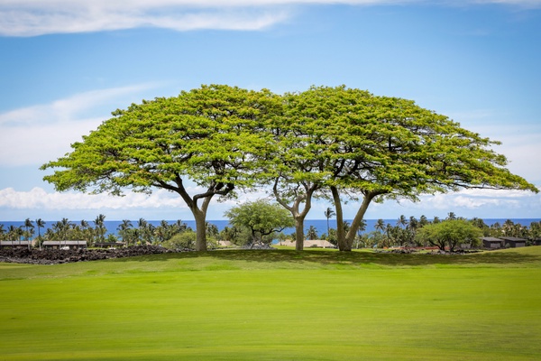 Detail of the view with iconic trees and ocean.