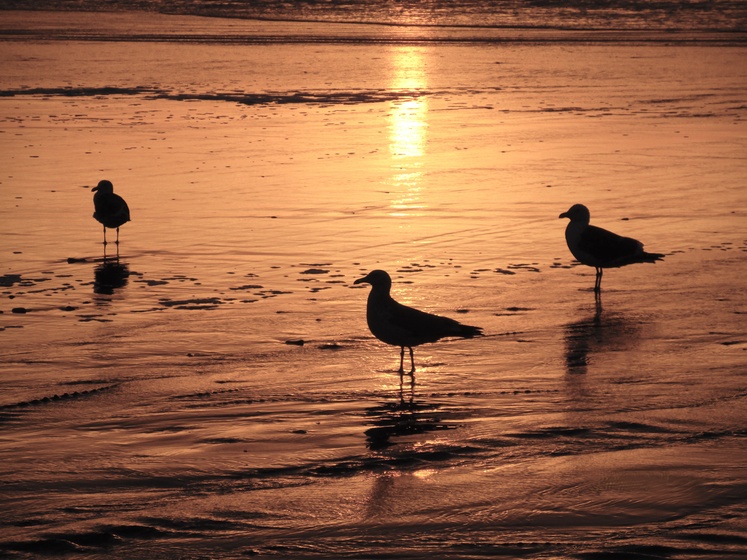 39 - Sunset & Sea Gulls IMG_0553