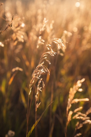 Oatgrass Escape - Jackson, WY - Luxury Villa Rental