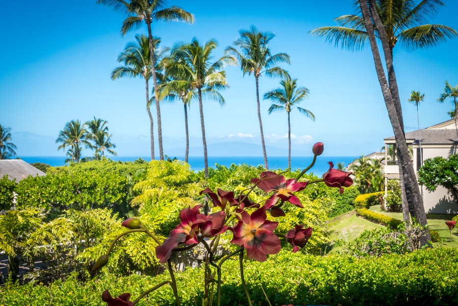 Lanai View