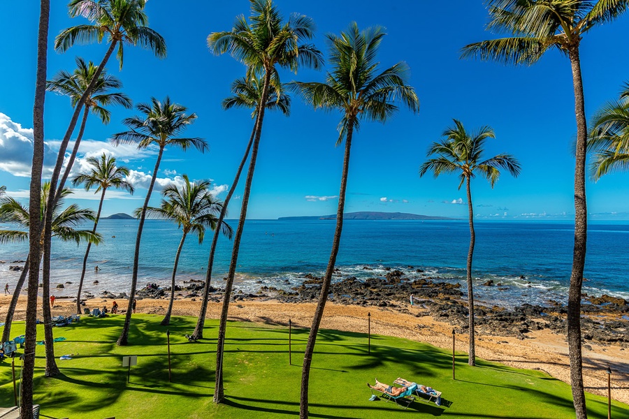 Watch the palm trees sway