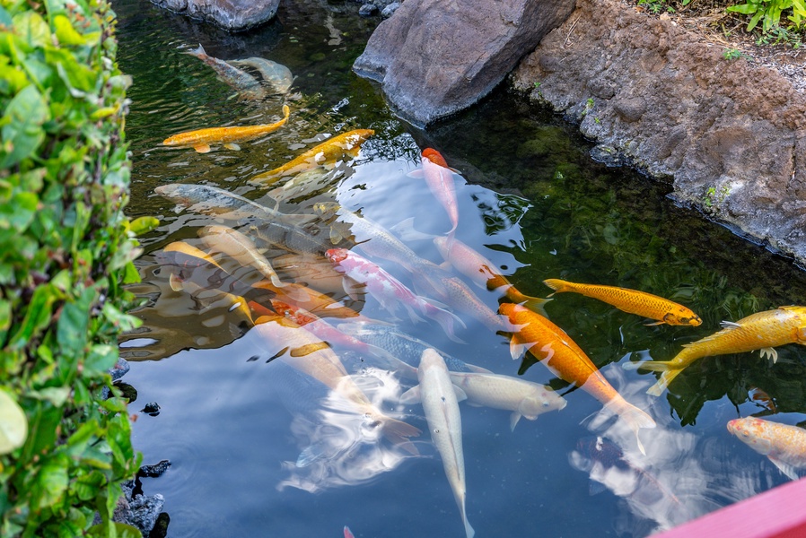 Koi drift under the surface, the detour every kid makes twice.