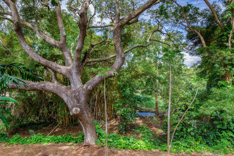 A bamboo forest, brightly colored flowers, and a waterfall spilling into a serene pond where multi-colored koi swim are all waiting to be discovered on the property surrounding unit 121.