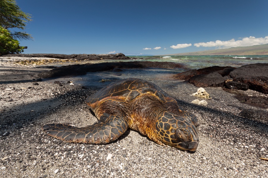 Sleepy Sea Turtle in Front of the House. Puako Bay is a Popular Resting & Eating Ground for Hawaiian Sea Turtles.