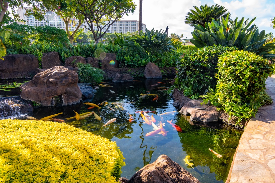 Koi pond at the Beach Villas.