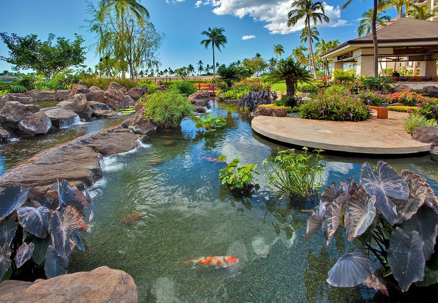 The relaxing Koi pond at the resort with colorful fish.