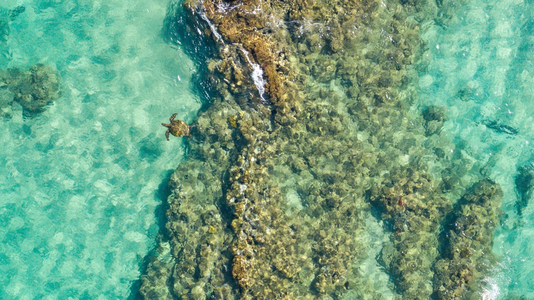 Green Sea Turtle at Keawakapu Beach Wailea