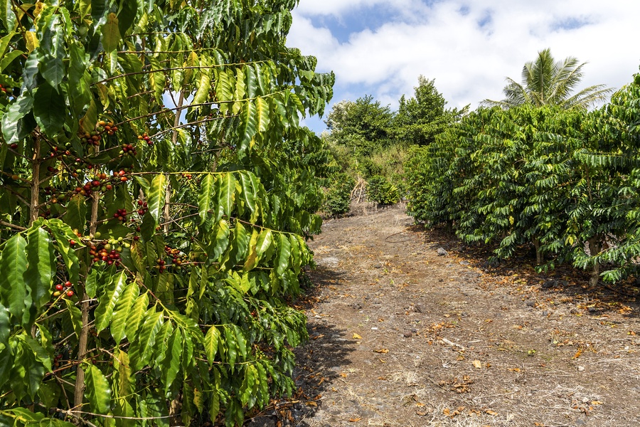 Maintained coffee farm on the lower portion of the property