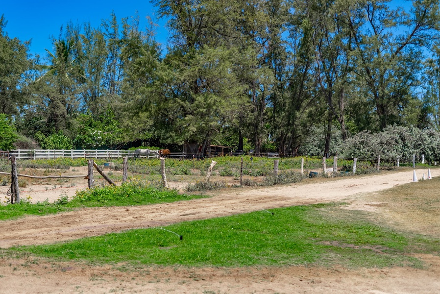 Located in rural Mokuleia - Hawaii Polo Club