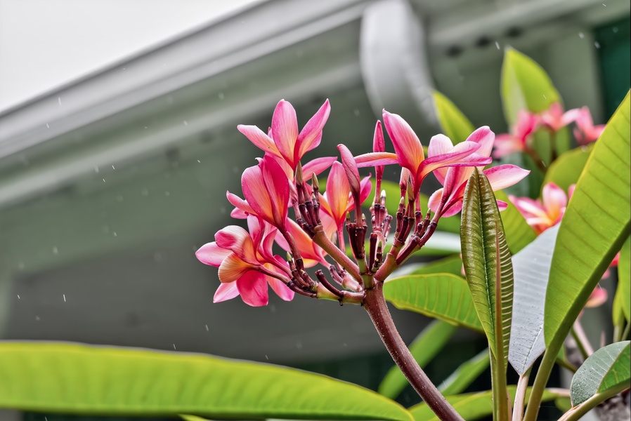 Tropical plumeria blooms grace the entrance, hinting at the warm, island-inspired atmosphere waiting for you inside.