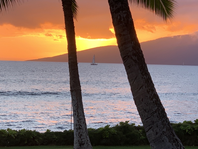 Bask in the tranquil glow of a Maui sunset framed by swaying palm trees.