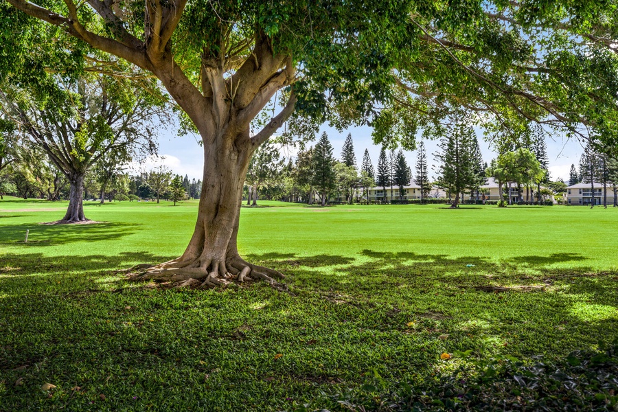 View from lanai