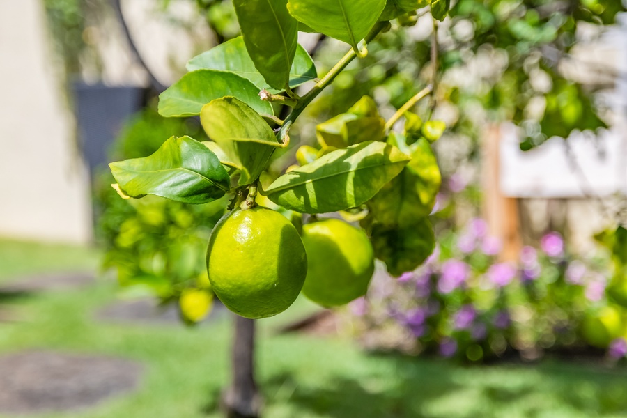 Enjoy the lush surroundings and tropical citrus fruit right outside your door.