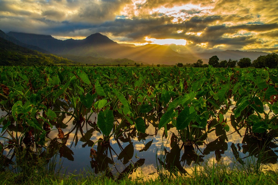 Sunset illuminates lush tropical agricultural fields surrounded by majestic mountain peaks in this stunning natural landscape.