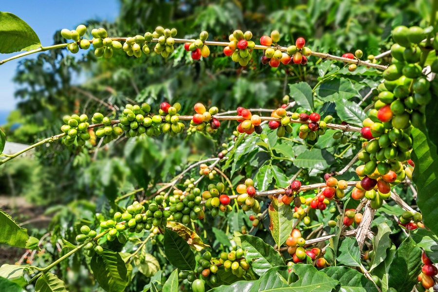 Coffee Trees