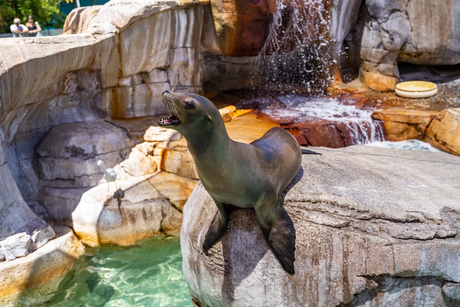 Enjoy Sea lion shows at the nearby Sea World!