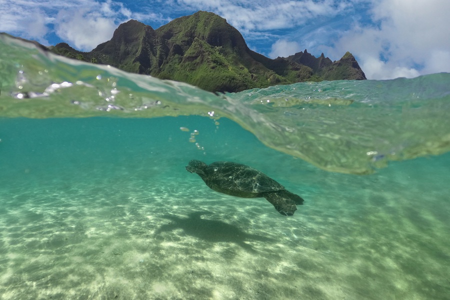 Sea turtle swimming in the waters of Tunnels Beach, offering a glimpse into the vibrant marine life.