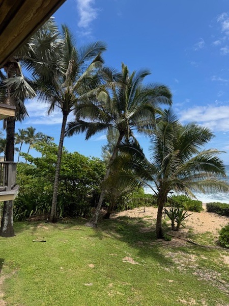 Step onto lush beachfront grounds with swaying palms and direct access to the sandy shoreline.