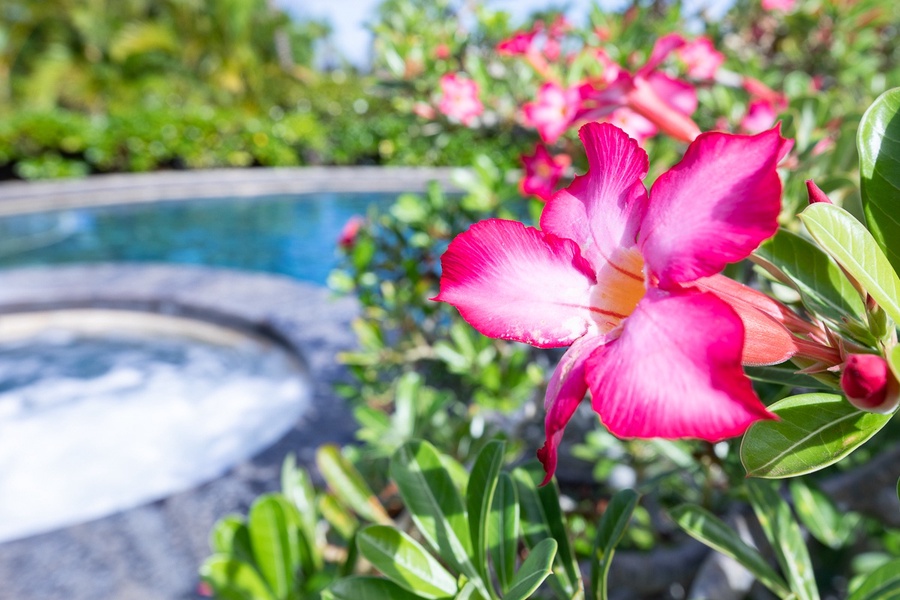 Tropical blooms add vibrant charm to your private backyard oasis.