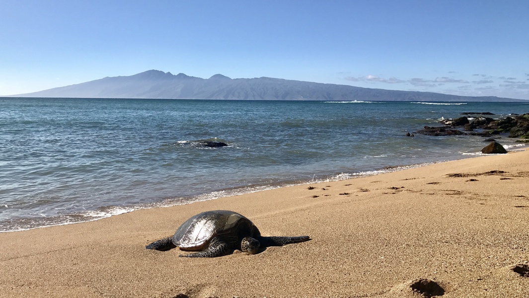 A serene view of a sea turtle basking in the sun on a sandy beach