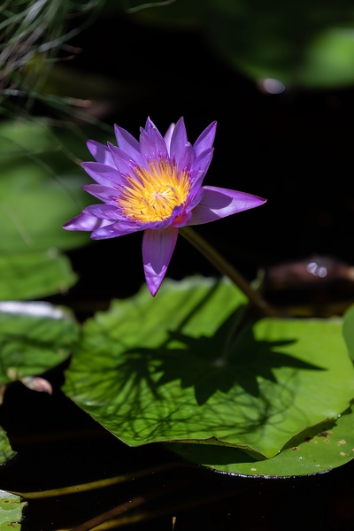 A serene water lily blooming in the estate's peaceful garden pond.