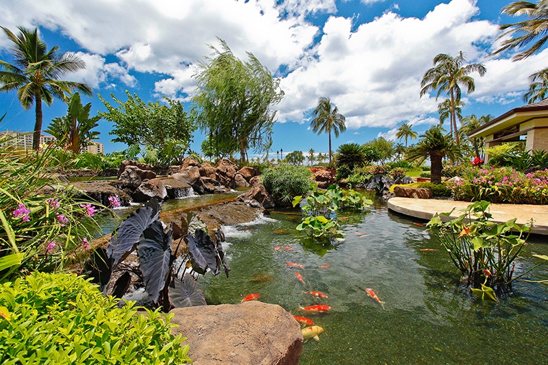 The colorful Koi pond awaits on the resort.