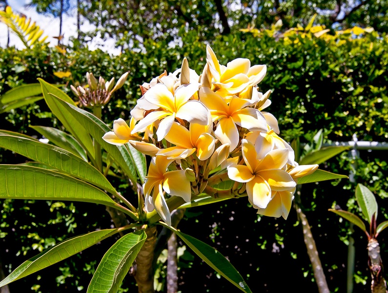 Plumeria in the Yard