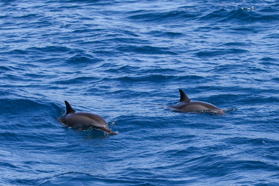 Dolphins Sometimes Frequent the Area