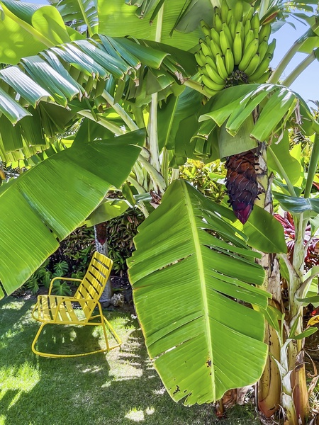 Feel the tropic flora in the garden