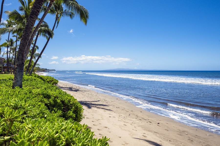 Take in the palm-lined coastline and sparkling ocean vistas from the backyard.