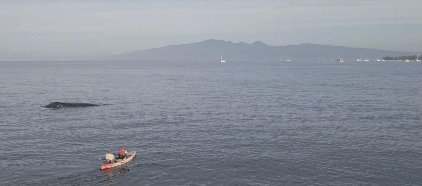 Paddle alongside majestic whales, creating unforgettable memories on the open sea.