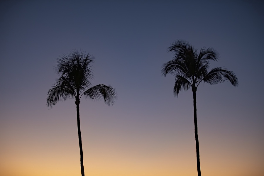 Silhouetted palms at dusk set the tone for peaceful island evenings.