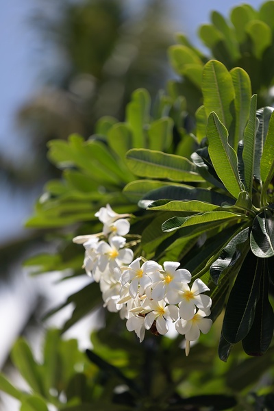 Delicate tropical flowers adding beauty and fragrance to the estate grounds.