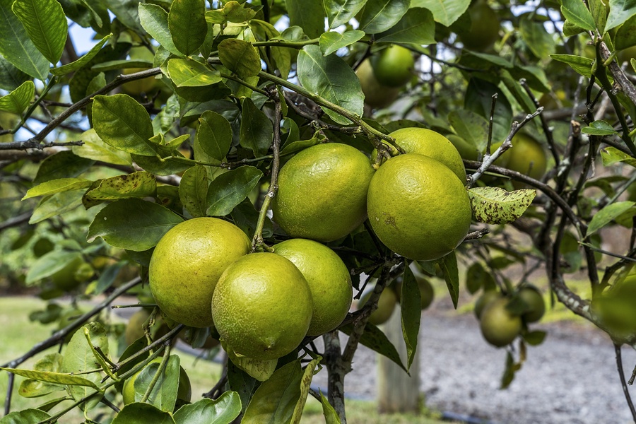 Local Citrus on property!