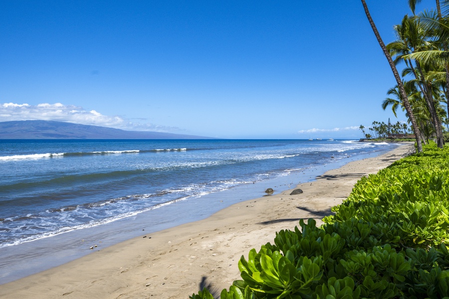 Take in panoramic views of the coastline from your backyard, where palm trees frame the sparkling Pacific Ocean.