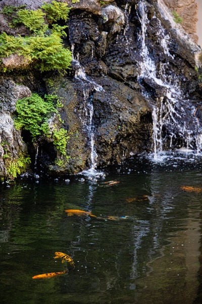 Serene koi pond framed by a cascading waterfall—nature’s tranquil soundtrack.