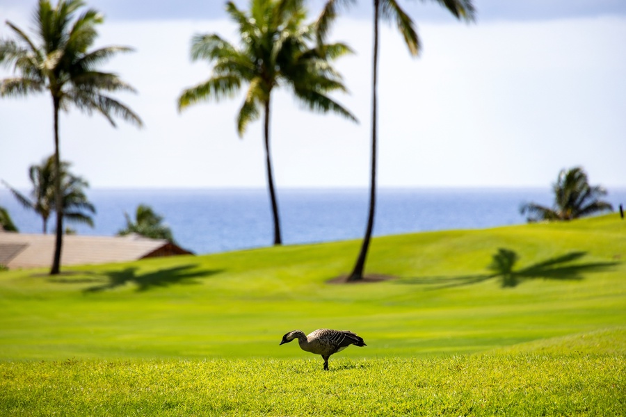 Watch native nene geese roam the lush fairways, a unique and peaceful sight right outside your door.